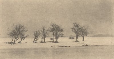 Knoestige doornbomen, ca. 1890, gedrukt ca. 1895 door Peter Henry Emerson