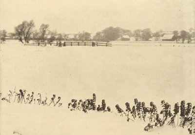Moeraskruid,in of voor 1895 (foto) door Peter Henry Emerson