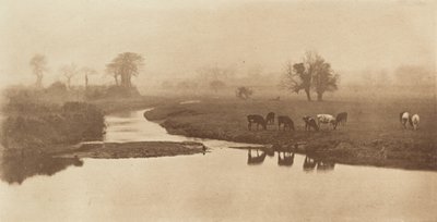 Schapen op de moerassen [Landschap met vee] door Peter Henry Emerson