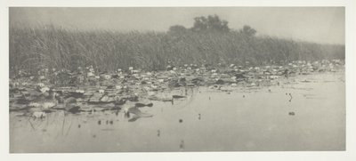 Waterlelies door Peter Henry Emerson