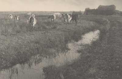 Vee op de Moerassen door Peter Henry Emerson and T.F. Goodall