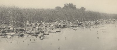 Waterlelies door Peter Henry Emerson and T.F. Goodall