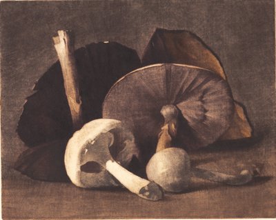 Witte champignon door Peter Vilhelm Ilsted