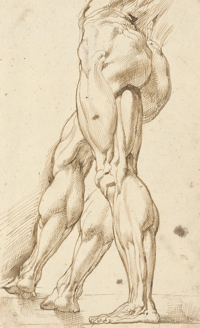 Een écorché studie van de benen van een mannelijk naakt, met een aanvullende studie van het rechterbeen door Peter Paul Rubens