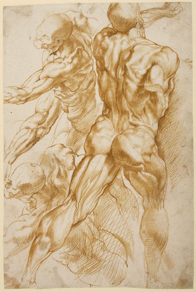 Anatomische studies door Peter Paul Rubens