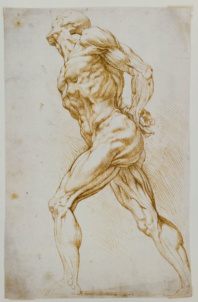 Anatomische studie: Een naakte man die naar rechts loopt, zijn handen achter zijn rug door Peter Paul Rubens