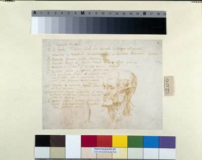 Ecorché hoofd, met de kenmerken van keizer Galba door Peter Paul Rubens