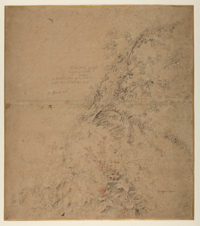 Studie van sleedoorn met braam en andere planten door Peter Paul Rubens