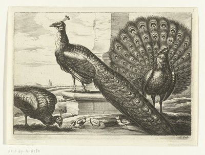 Pauwen door Peter van Liesebetten