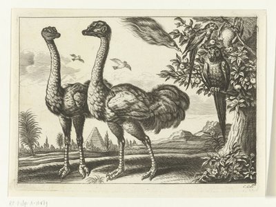 Twee struisvogels door Peter van Liesebetten