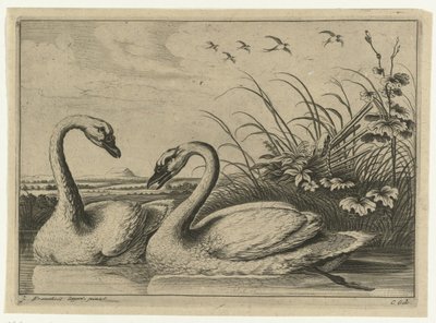 Twee zwanen door Peter van Liesebetten