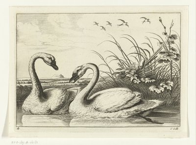 Twee zwanen Verschillende vogels (series title) door Peter van Liesebetten