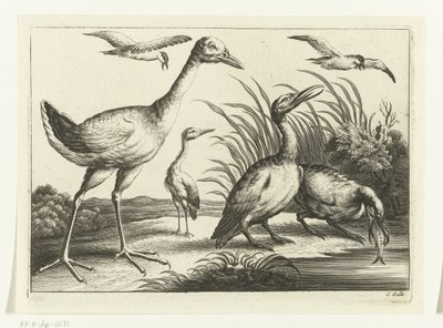 Watervogels door Peter van Liesebetten