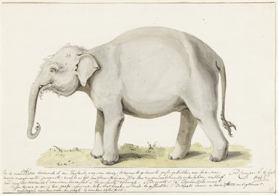 Staande olifant, naar links door Petrus Camper