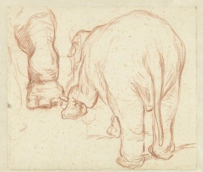 Staande olifant, van achteren, en een poot door Petrus Camper