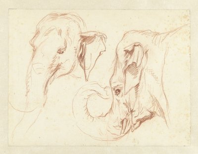 Twee schetsen van het hoofd van een olifant door Petrus Camper