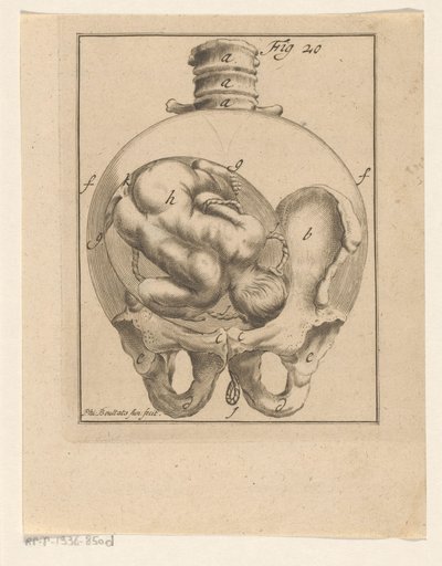 Foetus in baarmoeder door Philibert Bouttats (II)