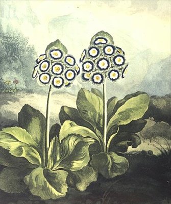 Primula: Primula auricula, gegraveerd door Sutherland, uit Robert Thornton