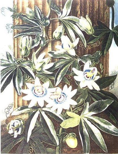 De blauwe passiebloem, gegraveerd door Caldwell, uit 