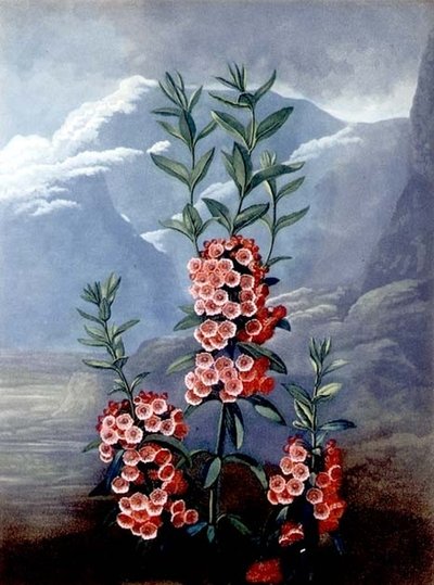 De Smalbladige Kalmia of Berglaurier, gegraveerd door Caldwell, uit 
