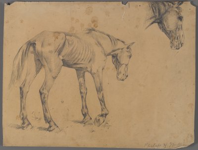 Paard en paardenhoofd door Philip H. Wolfrom