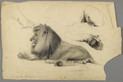 Studies van een leeuw door Philip H. Wolfrom