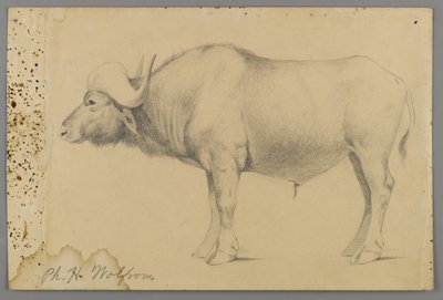 Waterbuffel door Philip H. Wolfrom