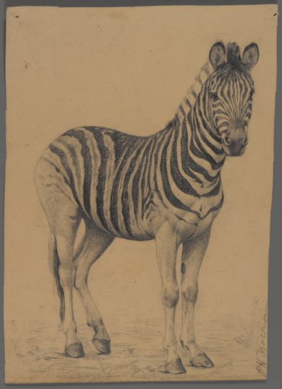 Zebra door Philip H. Wolfrom