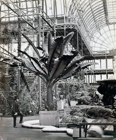 Tropische Planten in de Egyptische Kamer, Crystal Palace, Sydenham, Londen door Philip Henry Delamotte