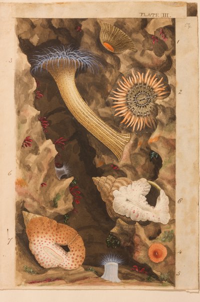 Plate III, studie voor 