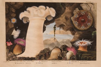 Plate I, studie voor 