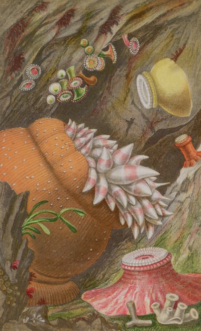 De Crimson Imperial, de Yellow Imperial en de Globehorn, plaat IX uit Actinologia Britannica: Een geschiedenis van de Britse zeeanemonen en koralen, 1860 door Philip Henry Gosse