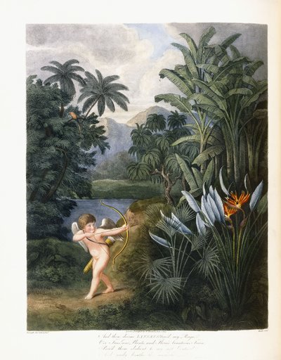 En toen goddelijke Linnaeus, c.1796-1807 door Philip Reinagle