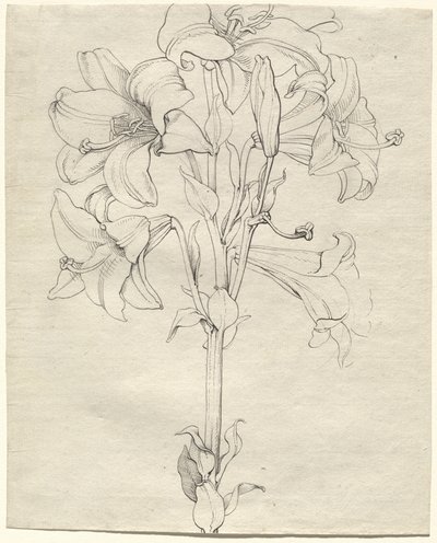 Een Stengel Lelies met Zes Bloemen door Philipp Otto Runge