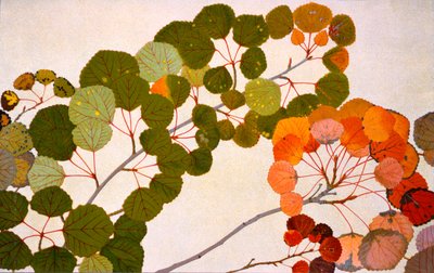 Populus tremula, of Europese esp, 1907-09 door Philippe Robert
