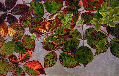 Rubus Fruticosus aangevallen door rozen schimmel Phragmidium Violaceum, 1907-09 door Philippe Robert