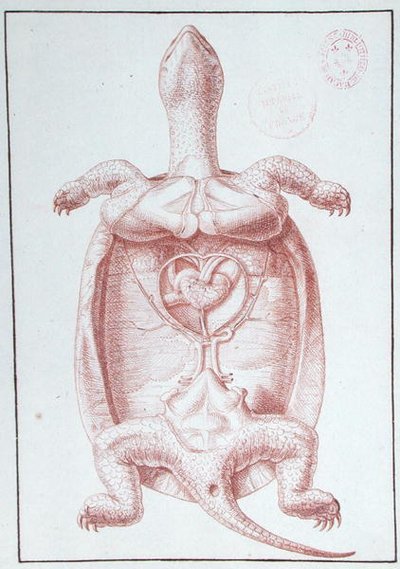 Een schildpad door Philippe Simoneau