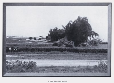 Een suikerrietboerderij nabij Mackay door Photographer Australian