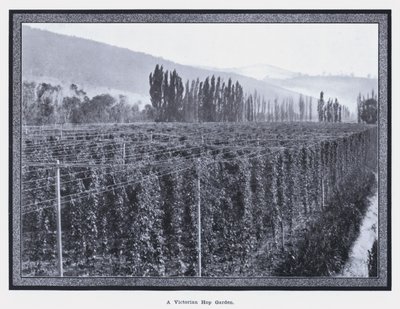 Een Victoriaanse hop tuin door Photographer Australian