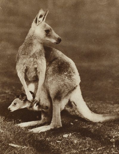 Baby kangoeroe kijkt uit de buidel van zijn moeder, Australië door Photographer Australian