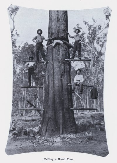 Het vellen van een Karri-boom door Photographer Australian