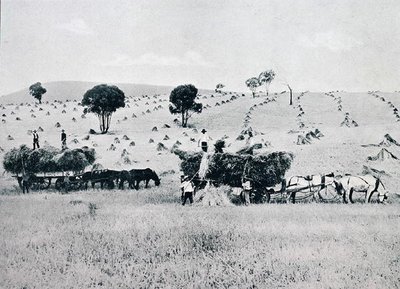 Oogsten, New South Wales, ca. 1900, uit 