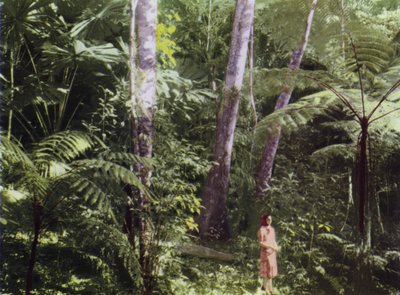 Queensland, Australië: Tropisch oerwoud (foto) door Photographer Australian