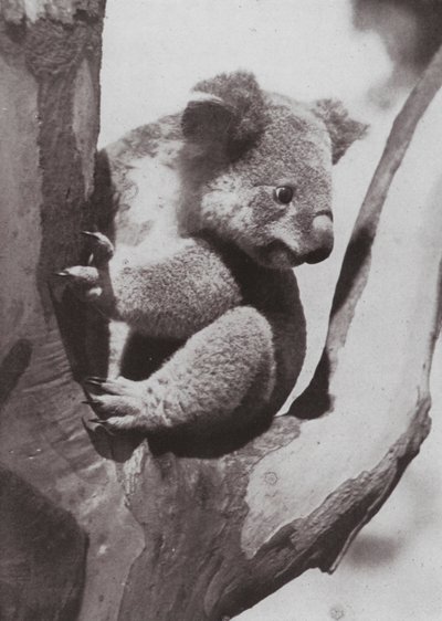 De unieke Koala of Inheemse Beer door Photographer Australian