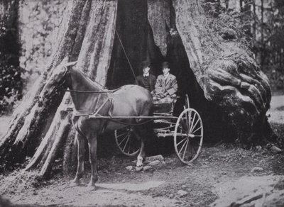 De Grote Boom, Stanley Park, Vancouver door Photographer Canadian