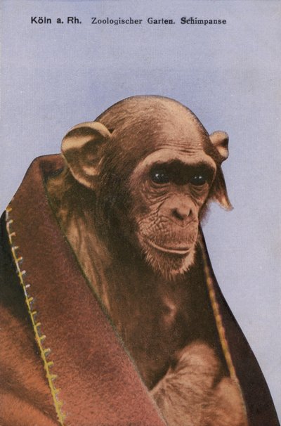 Dierentuin van Keulen, Chimpansee (foto) door Photographer German