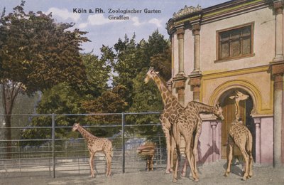 Dierentuin van Keulen, Giraffen (foto) door Photographer German