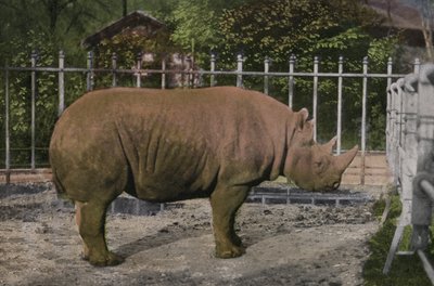 Keulen Zoo, Neushoorn door Photographer German