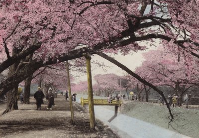 Japan, ca. 1912: Kersenbloesem in Koganei, nabij Tokio door Photographer Japanese