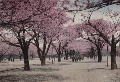 Japan, ca. 1912: Kersenbloesem in Uyeno Park, Tokio door Photographer Japanese